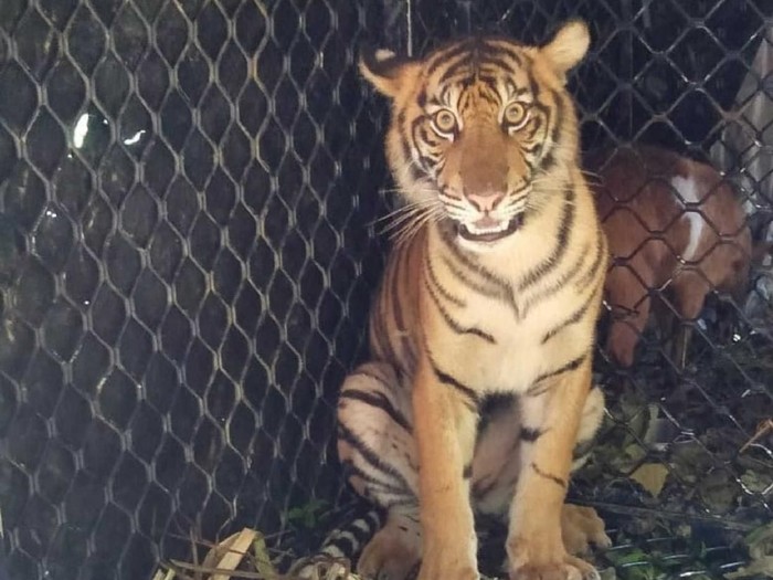 Dara, harimau Sumatera akhirnya dilepas ke TN Gunung Leuser Aceh. (Foto: dok BKSDA Aceh)
