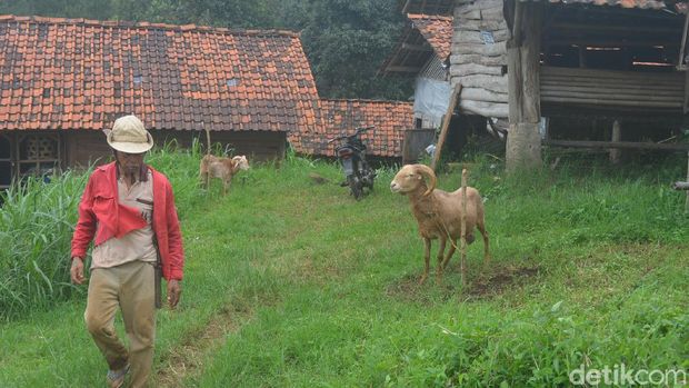 Kamoung Cibuntu menjadikan peternakan domba sebagai potensi wisata.