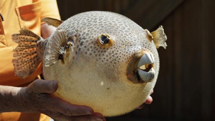 Ikan buntal