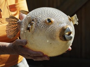 Ikan Buntal, Beracun tapi Bisa Dikonsumsi
