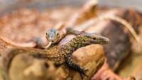Secara teknis, partenogenesis merupakan bentuk reproduksi aseksual di mana betina memproduksi sel telur yang yang berkembang  tanpa melalui proses fertilisasi. Di mana bentuk reproduksi ini sangat langka terjadi di kalangan vertebrata seperti dituliskan Scientific American (Darian Lindsay/Chattanooga Zoo)