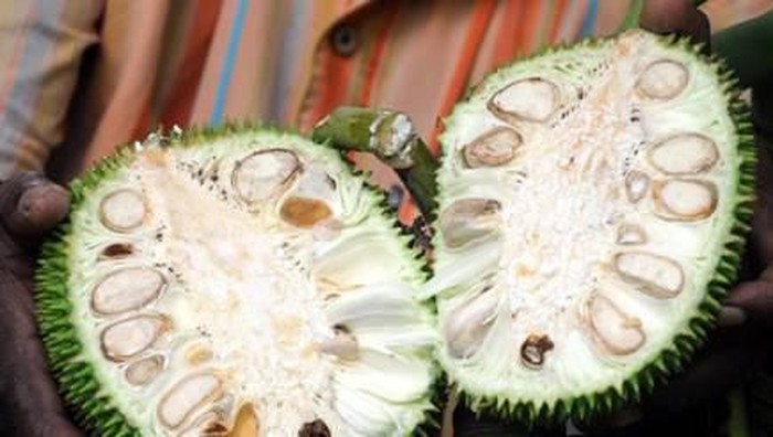 nangka muda
