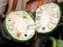 Mau Heran tapi Ini Jogja, Nangka Muda Jadi Pemicu Inflasi!