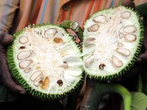 Mau Heran tapi Ini Jogja, Nangka Muda Jadi Pemicu Inflasi!