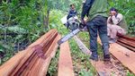 BBKSDA Bakar Pondok Persembunyian Pembalak Liar di Riau