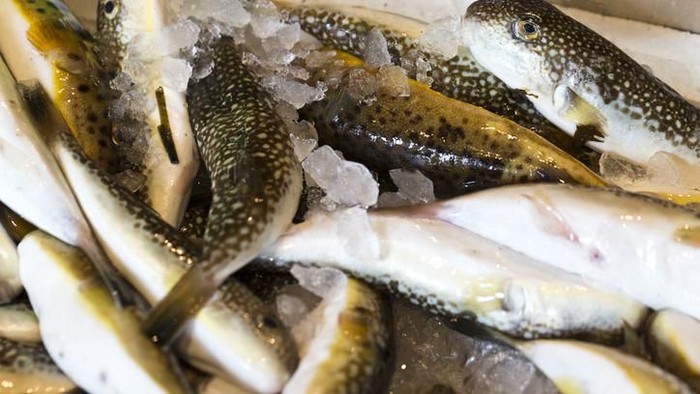 Ikan buntal