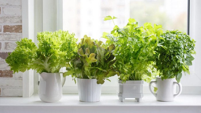 Fresh aromatic culinary herbs in white pots on windowsill. Lettuce, leaf celery and small leaved basil. Kitchen garden of herbs.