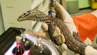 Charlie pun disebut sebagai komodo pertama yang berhasil menelurkan anak secara independen pada bulan Agustus tahun 2019 lalu. Ternyata, Charlie berhasil menelurkan 3 ekor anak lewat proses partenogenesis (Darian Lindsay/Chattanooga Zoo)