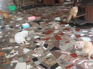 Gemasnya, Main Bersama Kucing Persia di Floating Market