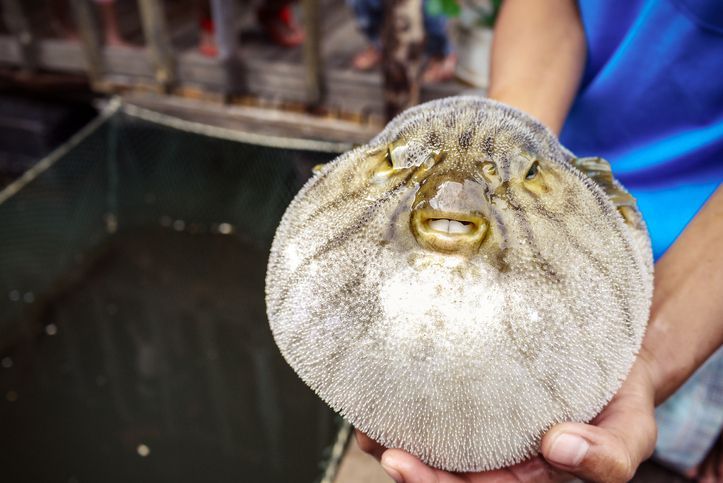 Ikan buntal