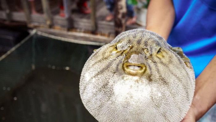 ikan buntal