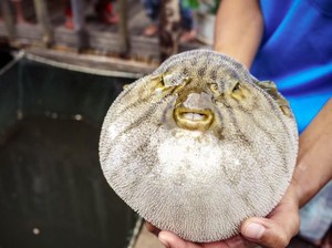 5 Makanan Kontroversial di Berbagai Negara, Tak Semua Bebas Disantap!