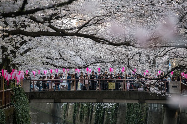 Festival Bunga Sakura yang kerap digelar di Kota Tokyo, Jepang, yang diketahui akan diselenggarakan pada bulan April mendatang pun dibatalkan. Getty Images/Carl Court. Festival Bunga Sakura yang kerap digelar di Kota Tokyo, Jepang, yang diketahui akan diselenggarakan pada bulan April mendatang pun dibatalkan. Getty Images/Carl Court.