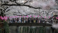 Festival Bunga Sakura yang kerap digelar di Kota Tokyo, Jepang, yang diketahui akan diselenggarakan pada bulan April mendatang pun dibatalkan. Getty Images/Carl Court.