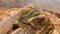 Sebuah komodo betina di kebun binatang AS berhasil menelurkan 3 ekor anak. Menariknya, ia menelur tanpa bantuan komodo jantan. Fenomena tak biasa itu pun dialami oleh seekor komodo betina bernama Charlie di Chattanooga Zoo, Tennessee, AS (Darian Lindsay/Chattanooga Zoo)