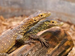 Potret Komodo yang Lahir Tanpa Ayah