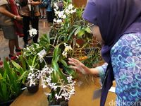 Kunjungi UGM, Ratu Maxima Silangkan Anggrek Asli Yogya