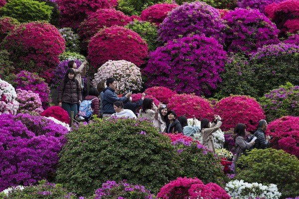 Selain Festival Bunga Sakura di Tokyo, festival lain yang turut batal penyelenggaraannya akibat virus corona adalah Festival Azalea di Okinawa. Getty Images/Tomohiro Ohsumi. Selain Festival Bunga Sakura di Tokyo, festival lain yang turut batal penyelenggaraannya akibat virus corona adalah Festival Azalea di Okinawa. Getty Images/Tomohiro Ohsumi.