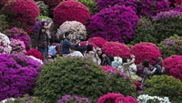 Selain Festival Bunga Sakura di Tokyo, festival lain yang turut batal penyelenggaraannya akibat virus corona adalah Festival Azalea di Okinawa. Getty Images/Tomohiro Ohsumi.
