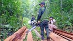 BBKSDA Bakar Pondok Persembunyian Pembalak Liar di Riau