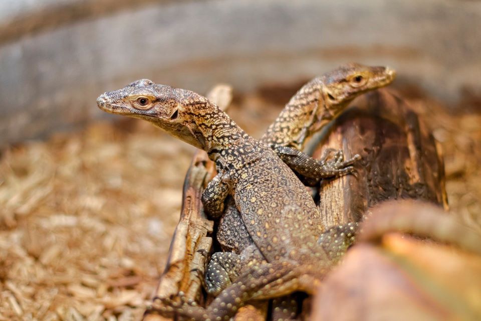 Mengenal Komodo yang Cuma Ada di Indonesia dan Terancam Punah Mengenal Komodo yang Cuma Ada di Indonesia dan Terancam Punah