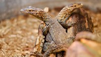 Komodo diketahui hidup secara terisolir dan kerap bertingkah agresif ketika dihampiri. Hal itu diketahui telah membuat mereka berevolusi secara seksual dan partenogenetik (Darian Lindsay/Chattanooga Zoo)