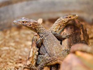 Wah! Komodo Ini Berhasil Telurkan 3 Anakan Tanpa Pejantan