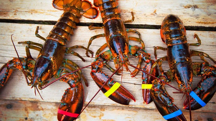 harga lobster turun