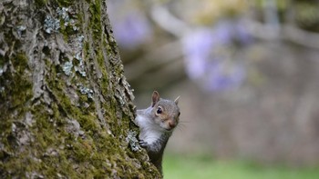 Juara kategory Young Mammal Photographer of the Year, usia 14 tahun ke bawah: Grey Squirrel Peeking oleh Dylan Jenkins. Foto: Dylan Jenkins/Mammal Photographer of the Year