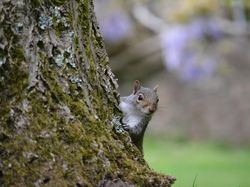 Potret Hewan Keren Jawara Kontes Mammal Photographer of the Year