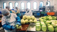 Sementara di bagian buah, dapur CPCS setiap harinya membawa 12.000 kg buah-buahan segar. Lebih dari 6.000 di antaranya merupakan buah melon. Foto: Brand Insider