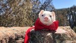 Potret Musang Putih yang Suka Traveling, Kamu Enggak Boleh Ngiri!