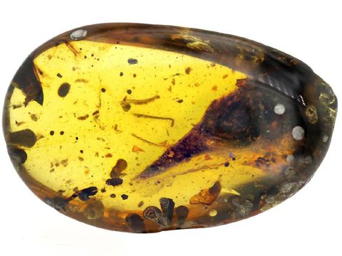 Fosil Oculudentavis khaungraae terperangkap dalam amber