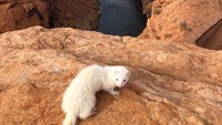 Oliver juga pernah mengunjungi Glen Canyon Dam Overlook di Amerika Serikat. (Hikingferret/instagram)