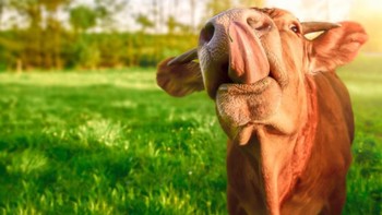 Hmm ini lucu aja sih makanya dimasukin daftar, hehe. Foto: Yesphhotographers/Shutterstock via Bored Panda