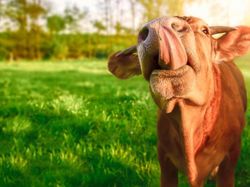 Mungkin Begini Ekspresi Kamu Jika Diwakili Hewan Lucu