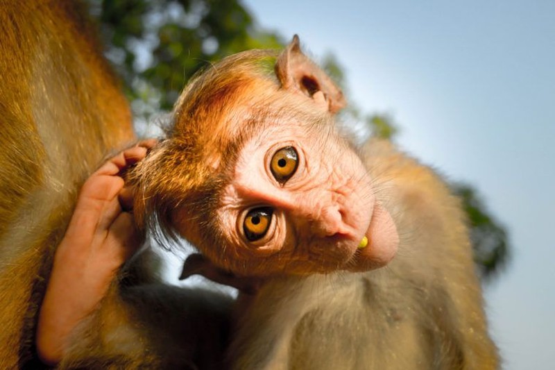 Saat media sosial penuh dengan berbagai intrik dan bahkan hoax seputar virus corona, yuk rehat sejenak dan lihat deretan hewan-hewan lucu ini.