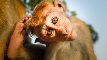 Saat kamu bingung informasi tersebut hoax atau bukan. Buruan buka situs Kominfo! Foto: Helenstacey/Shutterstock via Bored Panda