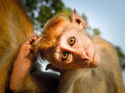 Mungkin Begini Ekspresi Kamu Jika Diwakili Hewan Lucu