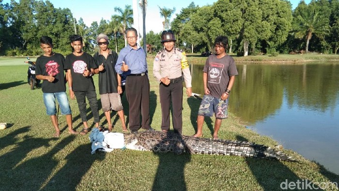 4 orang Caddy menangkap seekor  buaya muara di Lapangan Golf Bintang Sintuk Kota Bontang, Kalimantan Timur.