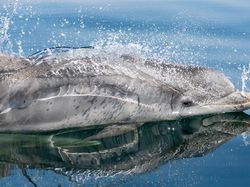 Potret Hewan Keren Jawara Kontes Mammal Photographer of the Year