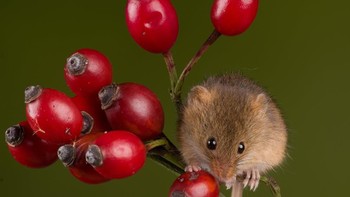 Harvest Mouse Rosehip oleh Sarah Butcher. Foto: Sarah Butcher/Mammal Photographer of the Year