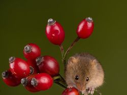 Potret Hewan Keren Jawara Kontes Mammal Photographer of the Year