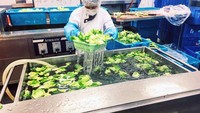 Dapur ini memproduksi sekitar 7.000 kg sayuran setiap harinya. Prosesnya juga panjang mulai dari pengecekan, pencucian, hingga pembersihan. Foto: Brand Insider