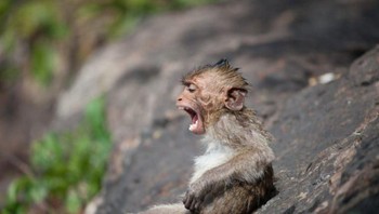 Yaelah, hoax lagi hoax lagi! Foto: Fontoknak/ Shutterstock via Bored Panda