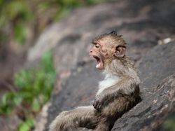 Mungkin Begini Ekspresi Kamu Jika Diwakili Hewan Lucu