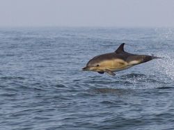 Potret Hewan Keren Jawara Kontes Mammal Photographer of the Year