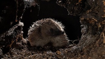 Hedgehog Exploring a Log oleh Cate Barrow terpilih menjadi finalis. Foto: Cate Barrow/Mammal Photographer of the Year