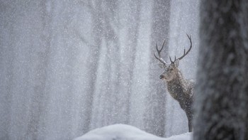 Red Deer Stag karya Joshua Copping. Foto: Joshua Copping/Mammal Photographer of the Year