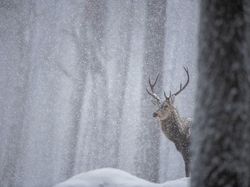 Potret Hewan Keren Jawara Kontes Mammal Photographer of the Year